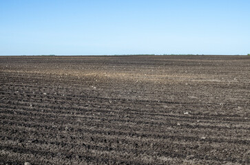 A field where corn was sown in the spring. Growing corn on a field in the countryside.