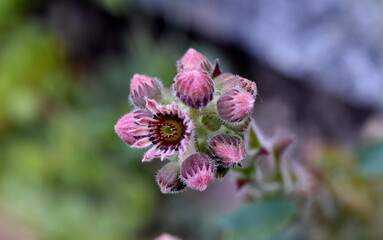 Rosa Blüte eines Spinnweb-Hauswurz