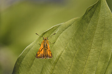 Rusty Skipper Butterfly, a species of Skipper Butterfly sits on a leaf