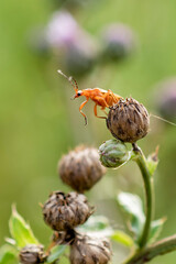 pomarańczowy robak skacze z kwiatka - obrazy, fototapety, plakaty
