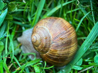 Macrophotography of a grape snail (Latin Helix pomatia). The grape snail is a terrestrial gastropod mollusk of a subclass of pulmonary snails of the family Helicidae