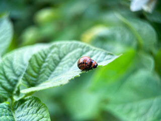 Macrophotography of the Colorado potato beetle or Colorado potato beetle, or potato leaf beetle (Latin Leptinotarsa decemlineata)