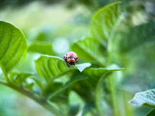 Macrophotography of the Colorado potato beetle or Colorado potato beetle, or potato leaf beetle (Latin Leptinotarsa decemlineata)