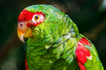 Green parakeet close-up in Pantanal at sunlight, Brazil