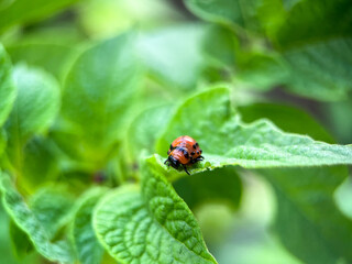 Macrophotography of the Colorado potato beetle or Colorado potato beetle, or potato leaf beetle (Latin Leptinotarsa decemlineata)