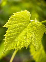 Macrophotography of a grape leaf. Grape leaf close-up
