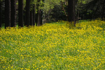 Obraz premium Yellow Buttercup growing in forests and high mountains in spring. The buttercup, which has a selective focus: wonderful appearance, is actually a kind of poisonous flower. 
