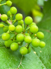 Close-up macrophotography of unripe grapes