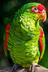 Green and yellow parakeet couple relaxing in Pantanal at sunlight, Brazil