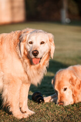 two golden retriever dog on the grass at sunset