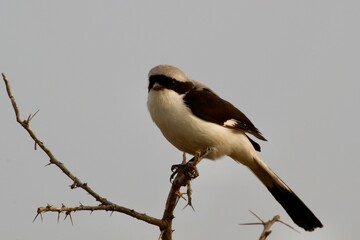 spotted woodpecker  in uganda