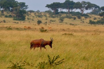antelope in the savannah  in uganda
