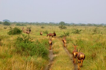 antelope in the savannah  in uganda