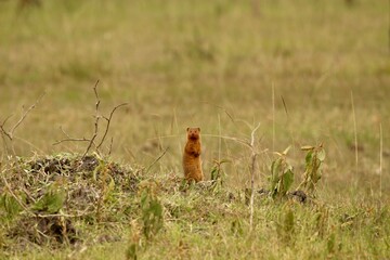 Naklejka na ściany i meble wild fox in the grass in uganda