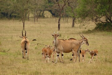 Naklejka na ściany i meble antelope in the savannah in uganda