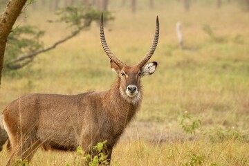 antelope in the savannah  in uganda