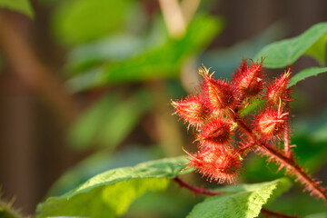 flower buds from japanese grapes