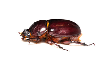 European rhinoceros beetle female 