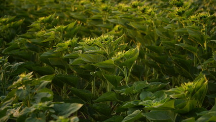 Close-up, sunflower sprouts on an industrial scale. Growing young sunflower plants in a cultivated field. Agricultural background of sunflower plantation. Sunset in golden light. Selective focus.