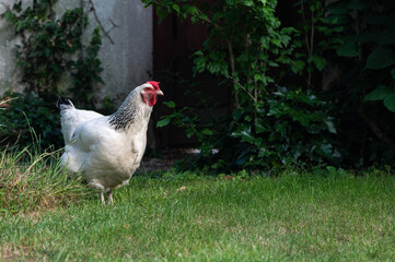 Poule pondeuse dans jardin