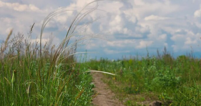Feather Grass in Field Swaying on Wind in Slow motion. Cereals Herb. Rural Landscape. Nature, Blue Sky and White Clouds. Farmland. Scenic view in Horizon. Path in Steppe.