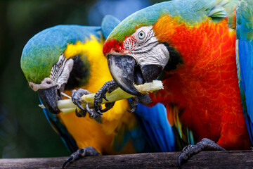 Scarlet and yellow blue macaw eating together in Pantanal, Brazil