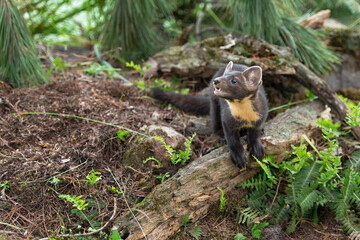 American Pine Marten (Martes americana) Kit Looks Up and to Left Summer