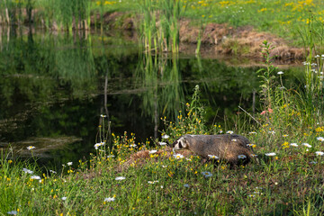 North American Badger (Taxidea taxus) Cub Walks Towards Pond Summer
