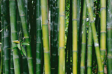 green bamboo forest close up