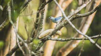 tropical birds eating in the jungle