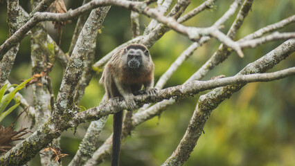monkey eating in the jungle