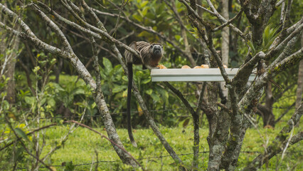 monkey eating in the jungle