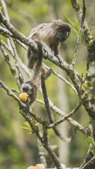 monkey eating in the jungle