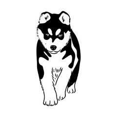 Husky isolated on white background. Stencil. Dog silhouette.