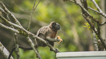 monkey eating in the jungle