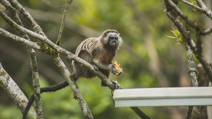 monkey eating in the jungle