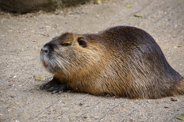 Nutria (Myocastor coypus), die Biberratte, in einem Tierpark. Sie lebt meistens im Wasser und stammt aus Südamerika. Sie hat ein schmackhaftes Fleisch, einen würdigen Pelz und orange Nagezähne. 