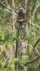 monkey eating in the jungle