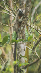 monkey eating in the jungle