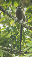 monkey eating in the jungle