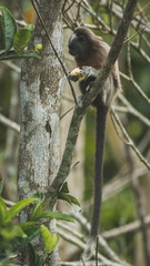 monkey eating in the jungle