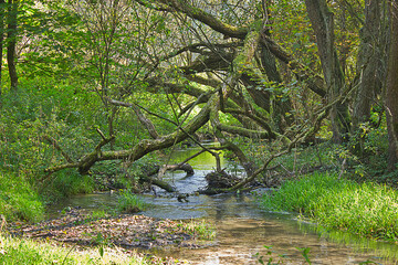 a summer landscape of a forest stream with a fallen tree