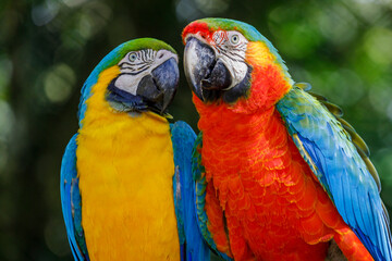 Colorful macaw parrots affection together in Pantanal, Brazil