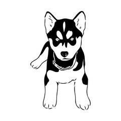 Husky isolated on white background. Stencil. Dog silhouette.