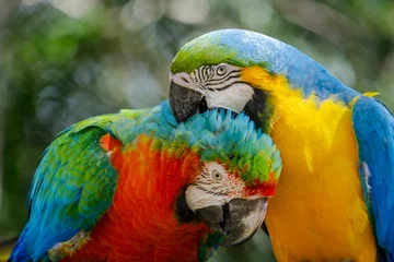 Foto op Canvas Colorful macaw parrots affection together in Pantanal, Brazil © Aide