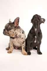 A couple of adorable French bulldogs sitting on a white background
