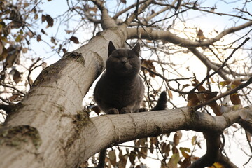 Grey cat walking on branch tree