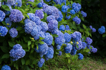 青紫のあじさい
