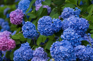 青紫のあじさい
