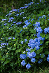 青紫のあじさい